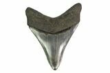 Serrated, Fossil Megalodon Tooth #149381-1